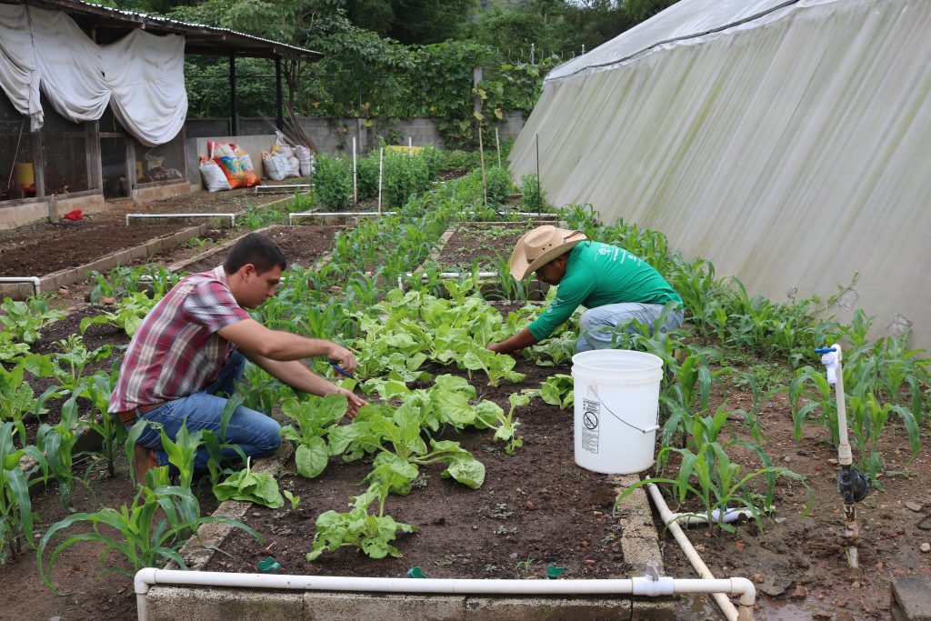 Complejo Agrícola. Paz y Bien Guatemala